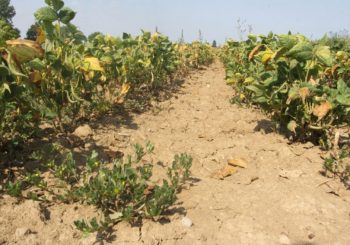 Posljedice vrućina: Poljoprivrednici ostali bez bar pola roda