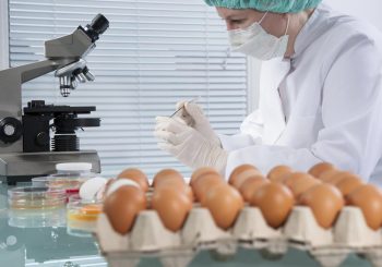 Panika u Evropi zbog skandala s jajima zatrovanim insekticidom