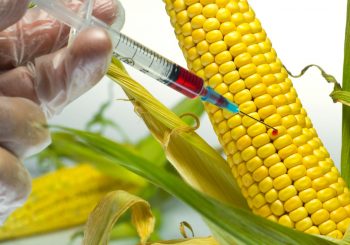 Oznaka "bez GMO" proizvođačima donosi benefite