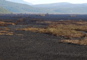 Ekološka katastrofa u Hutovom blatu: Uništena skoro sva vegetacija, uginuo veliki broj ptica