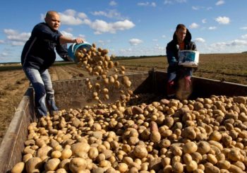 Slaba korist od izvoza: Krompir iz BiH preskup za EU