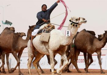 Zbog botoksa sa takmičenja ljepote diskvalifikovano 12 kamila