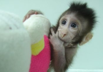 Kineski naučnici klonirali dva primata, naučna zajednica upozorava na rizike