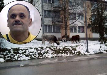 Zmaj zimi ostavlja stoku bez hrane, krave i konji lutaju ulicama Šipova