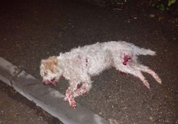 BRUTALNOST Na ulicama Kotor Varoša ne prestaju ubistva pasa, nadležni se distanciraju