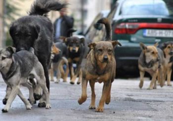 LOVAČKI SAVEZ RS: Za ubijanje pasa na kotorvaroškim ulicama odgovorno lokalno udruženje "Uzlomac"