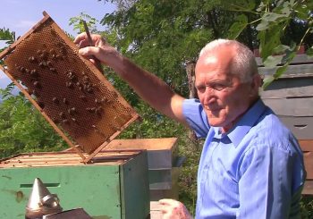 TRADICIONALNA MEDICINA Branko Končar, pčelar i licencirani apiterapeut, o lijekovima za alergije na pčelinji otrov