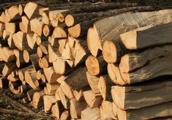 NESTAŠICA Cijena ogrevnog drveta i do 100 KM