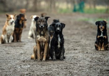 I TO SE DEŠAVA Tri osobe osumnjičene za krađu 67 pasa iz azila kod Prijedora