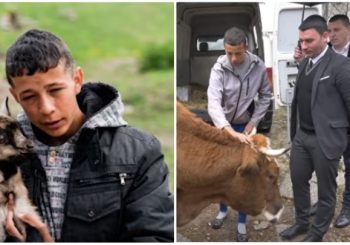 HUMANOST IZNAD PODJELA Beograđanin čuo tešku životnu priču dječaka iz Kladnja, poklonio mu kravu da prehrani porodicu