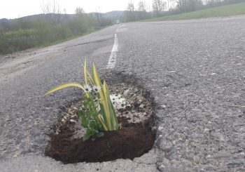 ORIGINALNO: Posadio cvijeće u rupama na magistralnom putu Prnjavor - Čelinac?