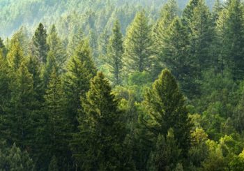 Integralni informacioni sistem za bolju kontrolu i zaštitu šuma