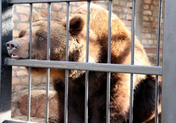 NE ODLAŽITE KAPUTE, ZIMA TRAJE: Medvjedi u ZOO vrtu u Jagodini vidjeli svoju sjenku