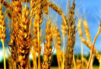 Cijena pšenice na istorijskom maksimumu