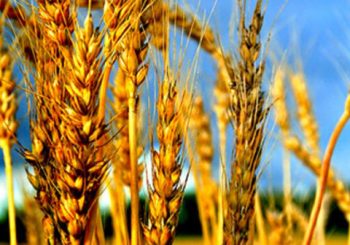 Cijena pšenice na istorijskom maksimumu